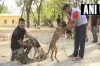 Police dogs- India TV Hindi