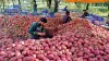 Owner of apple orchard threatened by terrorists in...- India TV Hindi