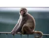 monkey- India TV Hindi
