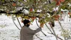 J&K admin may launch scheme next week for procurement of apples- India TV Hindi