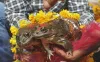 Frog- India TV Hindi