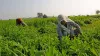 Kharif food grain crop production this year to be higher than last year's 141.71 mn tonnes- India TV Paisa