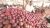 Delhi Chief Minister Arvind Kejriwal announces supply of onions at Rs 24 a kg- India TV Hindi