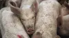 Philippines confirms African swine fever, culls 7000 pigs | AP - India TV Hindi