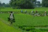 Kharif sowing coverage area increased - India TV Paisa