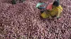 Wholesale onion prices fall below Rs 30/kg at Lasalgoan after govt measures- India TV Paisa