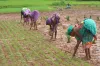 paddy farming - India TV Paisa