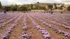 saffron cultivation- India TV Hindi