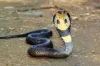 Snake ancestors had legs, cheekbones 100 million years ago:...- India TV Hindi