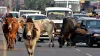 Biker died in hospital after hitting stray bull on road- India TV Hindi