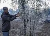 icicles on the branches of a tree as temperature drops...- India TV Hindi