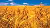 rain is gold for rabi crops, wheat production is estimated to be 1080 million tonnes- India TV Paisa