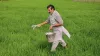 Crop insurance premium may change in PMFBY 2.0- India TV Paisa
