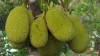 Jackfruit, Jackfruit Coronavirus, Chicken Coronavirus, Mutton Coronavirus- India TV Hindi