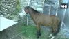 Horse in Jammu Kashmir- India TV Hindi