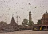 Locust attack in India- India TV Hindi
