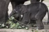 Elephant- India TV Hindi