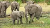 Chhattisgarh Elephant, Chhattisgarh Elephants, Chhattisgarh Elephant Die, Raigarh Elephant Die- India TV Hindi