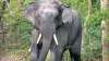 Elephant- India TV Paisa