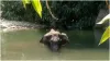 One suspect arrested in Kerala pregnant elephant death case- India TV Hindi