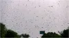 Locust attack, Delhi govt, high alert, issues advisory- India TV Hindi