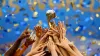 Brazil withdraw from race to host Women's World Cup 2023- India TV Paisa