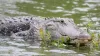 Boy Killed By Crocodile In Dudhwa, Dudhwa Tiger Reserve, Dudhwa, Dudhwa Crocodile- India TV Hindi