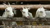 PETA Hoarding, PETA Hoarding Lucknow, PETA Hoarding Maulvi, PETA Hoarding Goat Lucknow- India TV Hindi