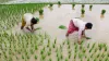 kharif crop sowing- India TV Paisa