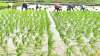  Rice sowing up 17percent so far this Kharif season- India TV Hindi News