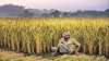 Banks sanction Rs 62,870 crore to over 70 lakh Kisan Credit Card holders- India TV Paisa