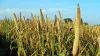 Need to shift from rice to millet cultivation, says Amitabh Kant- India TV Paisa