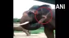 Video: Video of elephants itching and tusking ears goes viral- India TV Hindi