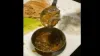 Dead lizard in sambar at Delhi restaurant, FIR lodged- India TV Hindi