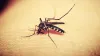 West Nile Virus, West Nile Fever, West Nile Mosquitoes, West Nile Virus Spain, Culex Mosquitoes- India TV Hindi
