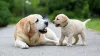 Bajaj Allianz launches pet dog policy- India TV Hindi
