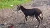 snake donkey war viral video from Rajasthan- India TV Hindi