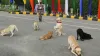 Best Indian Breeds of Dogs- India TV Hindi