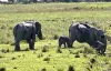 Wild Elephant- India TV Hindi