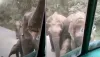 elephant viral video- India TV Hindi