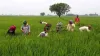 pm kisan samman nidhi yojana: if you have land then only will get Rs 6000 annually- India TV Paisa
