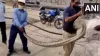 Forest Department rescued a python at NTPC plant in Greater...- India TV Paisa