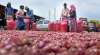 Nafed finalises bidders, issues order for supply of 15,000 tonnes of imported onions- India TV Paisa