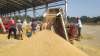Govt procures 200 lakh tonne paddy at MSP so far this season- India TV Hindi