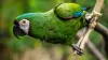 Pet Parrot Fire Alert, Pet Parrot Owner Life, Pet Parrotfire Australia, Pet Parrot, Parrot Fire Aler- India TV Hindi