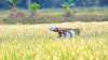 PM Kisan Samman Nidhi Yojana: 1.73 लाख से ज्‍यादा किसानों के खातों में नहीं पहुंची छठवीं किस्‍त, आप - India TV Paisa