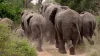Chhattisgarh Elephant, Chhattisgarh Korba Elephant, Korba Elephant- India TV Hindi