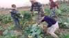how new farm law benefiting farmers, Farm Bills 2020- India TV Hindi