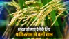 Pakistan gets Geographical Indicator tag for its Basmati rice- India TV Hindi