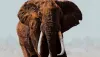 elephant death in tamil nadu- India TV Hindi